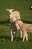 D7D00478 Lambs in field.jpg